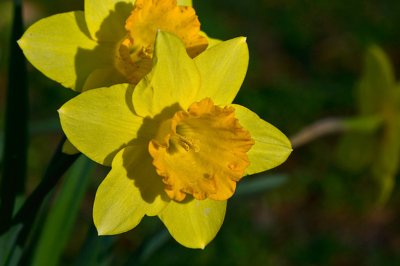 Daffodil  3