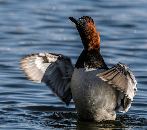 Canvasback Duck