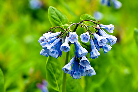 Virginia Bluebells