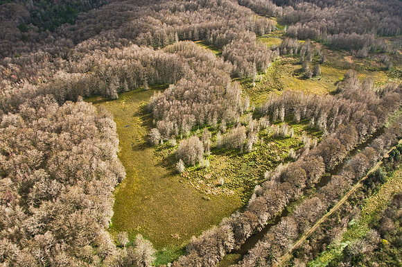Cyprus Trees on Paynes Prairie
