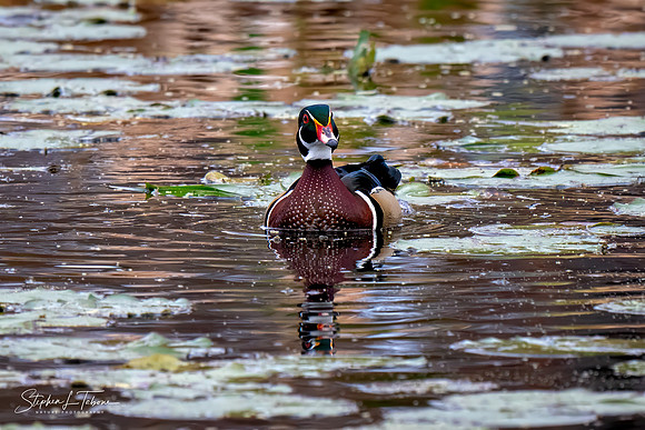 Wood Duck Checking Me Out