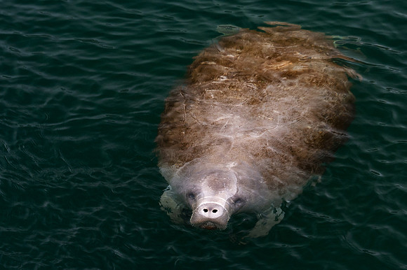 Eye to Eye with a Curious Manatee