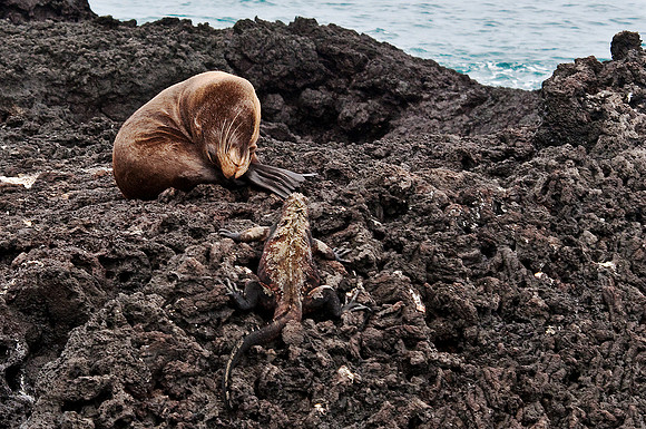 Sea Lion and Marine Iguana