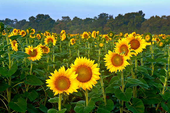 Sunflowers Waiting for the Sun to Rise