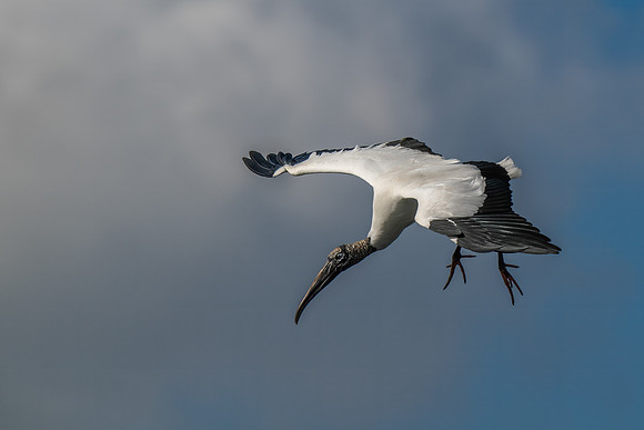 Wood Stork Flying into Land