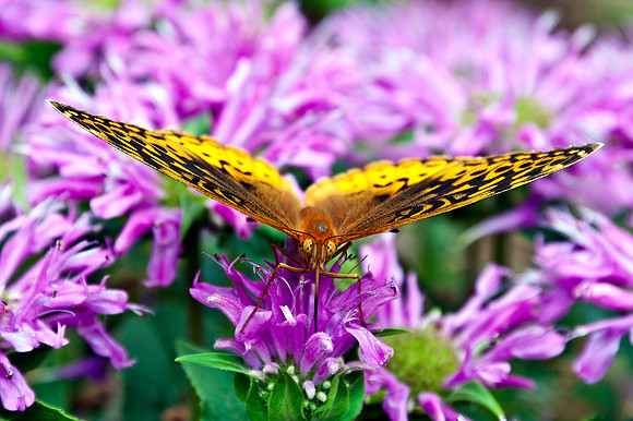 Great Spangled Fritillary