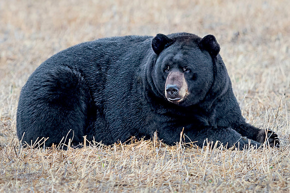 Black Bear at Alligator River NWR