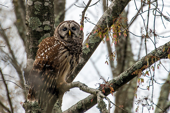 Barred Owl