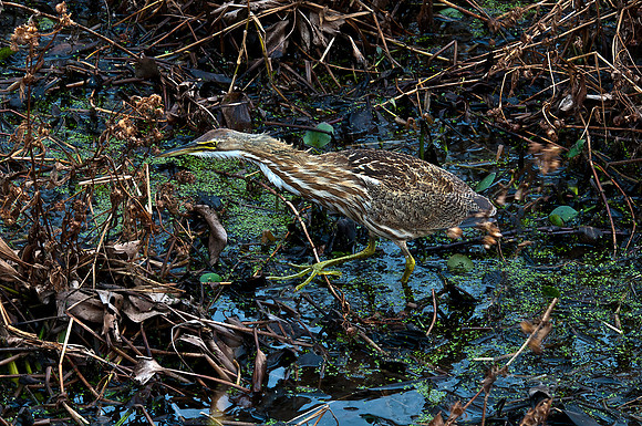 American Bittern