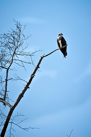 Osprey on Bushey Point