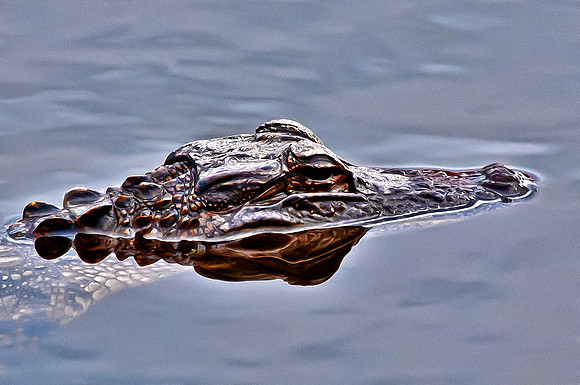 Alligator at Paynes Prairie State Preserve