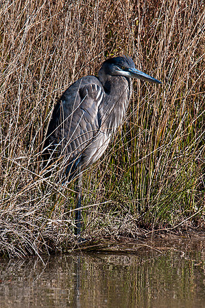 Blue Heron