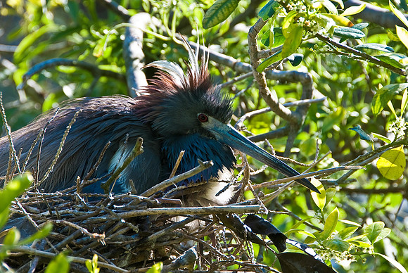 Tricolor Heron on Nest 2 - Copy