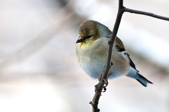 American Goldfinch