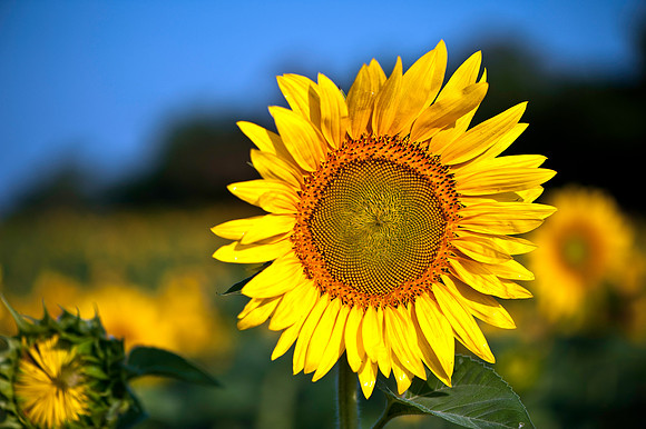 Sunflower Solo Glow