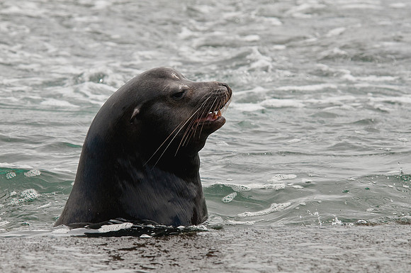 Bull Sea Lion