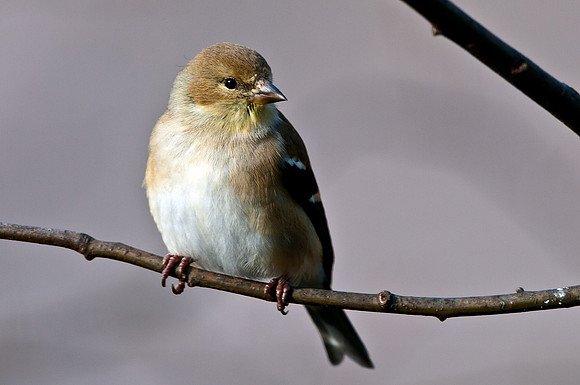 American Goldfinch