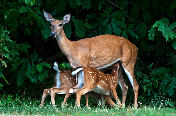 Twin Fawns Having Breakfast 4 new