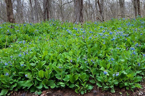 Virginia Bluebells at Merrimac Farm Wildlife Management Area, VA