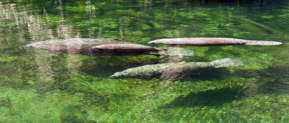 Manatee Family