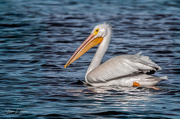 White Pelican 2