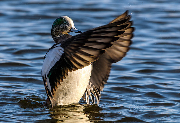 American Wigeon