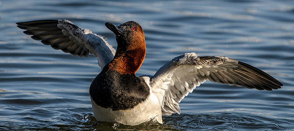 Canvasback Duck