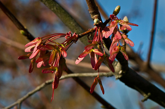 Spring Seeds