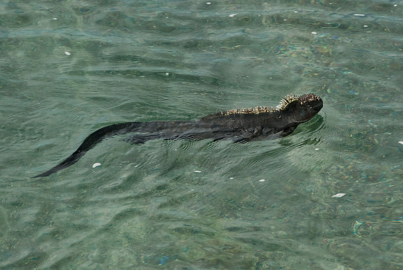 Marine Iguana