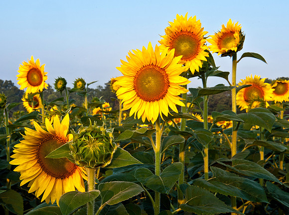 Late Bloomer at the Sun Party
