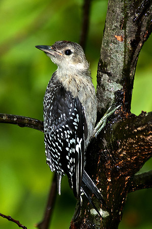 Young Red Bellied Woodpecker