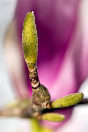 Tuliptree Bud