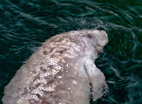 Manatee at Wakulla Spring 2