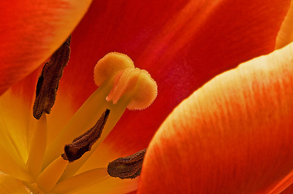 Tulip