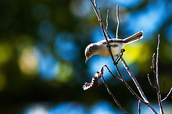 Blue Gray Gnatcatcher