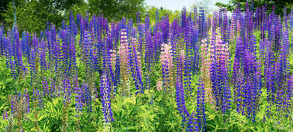 lupines - Somesville, ME