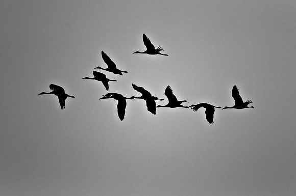 Sandhill Cranes B&W