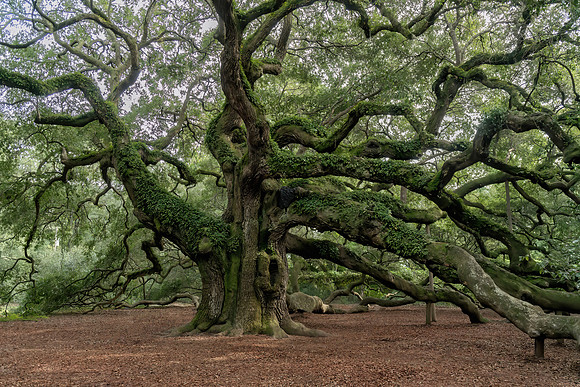 Oak Tree, Charleston