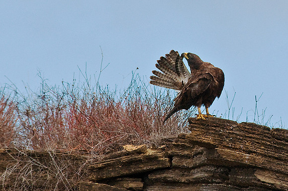 Galapagos Hawk