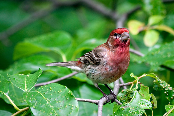 Housefinch