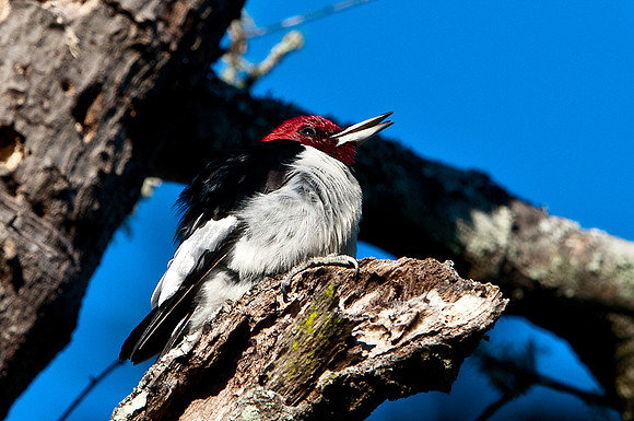 Redheaded Woodpecker