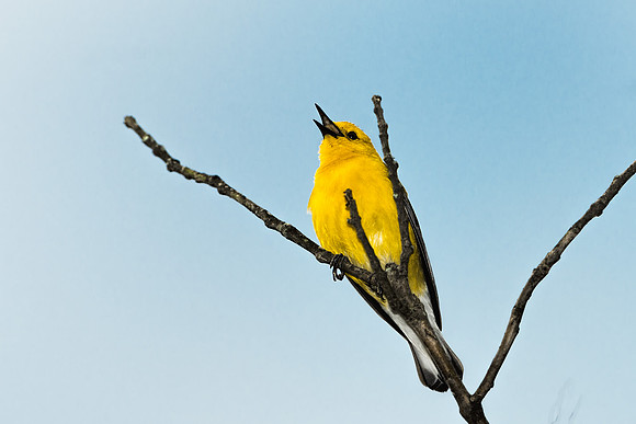 Prothonotary Warbler