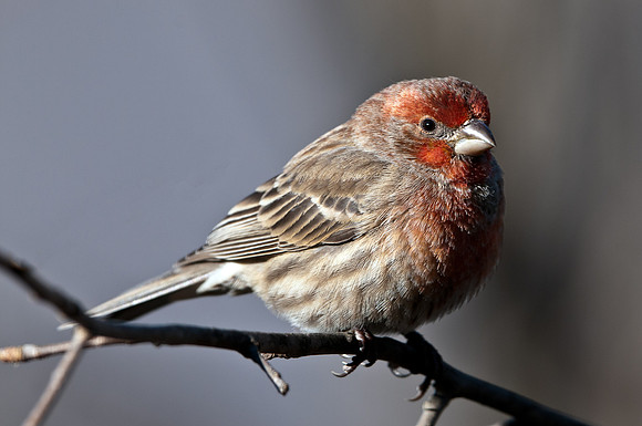 House Finch