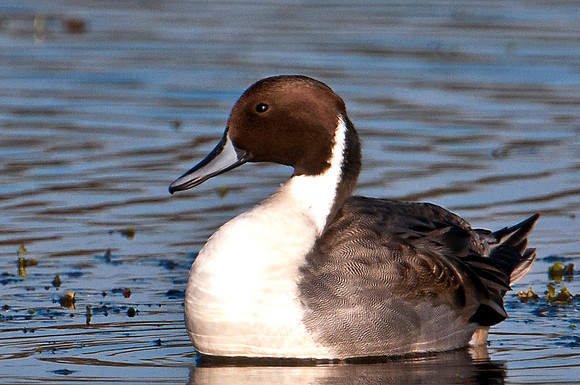 Pintail Duck