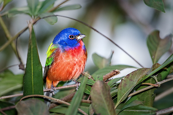 Male Painted Bunting