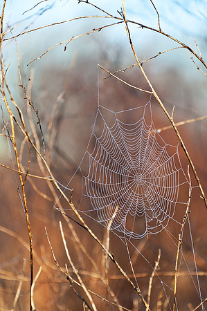 Dew Covered Spider Web