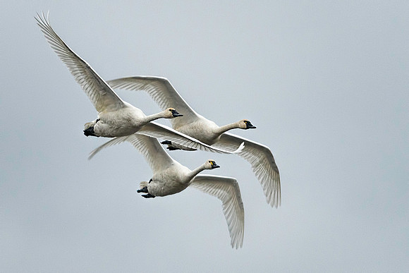 Tundra Swans in Flight
