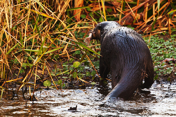 Otter with Fish