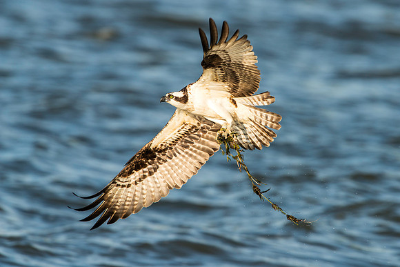 Seaweed for the Nest