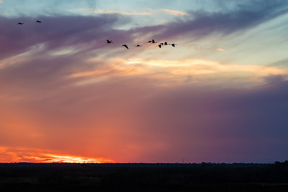 Cranes on the Prairie at Sunset